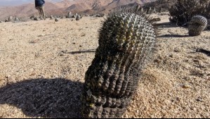 Piden extradición de italiano por contrabando de cactus chilenos avaluados en un millón de dólares