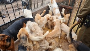 Maltrato animal en Melipilla: Detienen a hombre que mantenía 17 perros en estado crítico