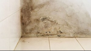 ¿Hay manchas de humedad en las paredes de tu baño? Así puedes quitarlas
