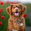 Conoce cuáles son las cinco razas de perros más inteligentes del planeta, según la clasificación que hizo el psicólogo y profesor Stanley Coren en su libro La fabulosa inteligencia de los perros.