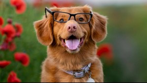 Las 5 razas de perros más inteligentes del planeta, según un psicólogo estadounidense