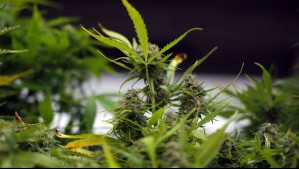 Detienen a funcionaria municipal de Calbuco: Mantenía cultivo de cannabis en el antejardín de su vivienda