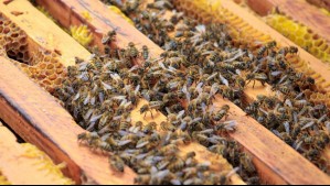 Niña decía que veía 'monstruos' en su pieza y no le creían: Eran 65 mil abejas construyendo una colmena en el techo