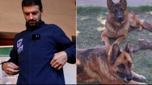 'Me cuesta entender la maldad': Alcalde Tomás Vodanovic denuncia envenenamiento de sus perros