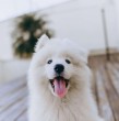 Los samoyedos son una raza de perro que se caracteriza por su abundante pelaje. Conoce cuál es su tamaño, cuánto pesan, su esperanza de vida, cómo es su personalidad y cuál es su origen.