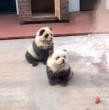 Zoológico chino se llena de críticas por teñir el pelaje de dos perros de raza chow chow para que parecieran pandas bebés. Los perro panda fueron cuestionados por el público.