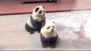 Zoológico chino pintaba perros para hacerlos parecer pandas