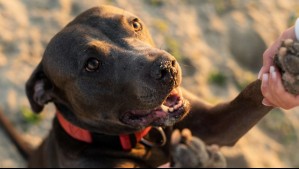 Las 6 razas de perros más tranquilas y obedientes del mundo