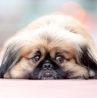 No te dejes engañar por su tamaño, pues los perros pekinés tienen una gran personalidad. Conoce cuánto viven, cómo es su carácter y cuáles son sus orígenes, entre otras cosas.