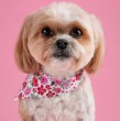 Conoce cómo es la personalidad del majestuoso Shih tzu, cuánto viven, cuál es su peso y cuáles son los orígenes de estos perros que se convirtieron en una popular mascota.