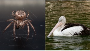 Descubren nueva especie de araña 'asesina' en Australia: Tiene aspecto similar al de un pelícano