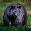 Una familia estadounidense contrajo triquinosis luego de comer carne de oso mal cocinada, por lo que sufrieron problemas de salud y les terminaron encontrando gusanos en el cerebro.