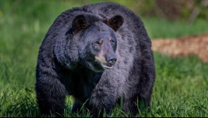 Familia comió carne de oso mal cocinada y les encontraron gusanos en el cerebro