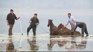 Laguna Aculeo: Intentan rescatar a grupo de caballos que está atrapado en el agua