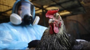 OMS confirma la primera muerte humana por gripe aviar A H5N2 en el mundo