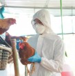 Revisa en detalle las declaraciones del secretario de salud mexicano, Jorge Alcocer, quien desmintió a la Organización Mundial de la Salud (OMS) por un paciente fallecido por influenza aviar A H5N2.