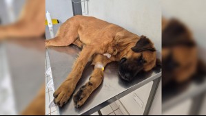 Denuncian grave maltrato animal en Antofagasta: Perro fue lanzado desde tercer piso de un liceo comercial