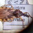 ¿Conoces el riesgo que representa la vinchuca para tu salud? Descubre la amenaza del Mal de Chagas en la Región de Coquimbo y cómo prevenirla. Entérate de las últimas cifras