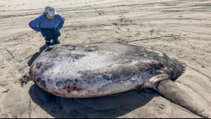 Encuentran gigantesco pez de más de 2 metros en un playa: Se trata de una nueva especie