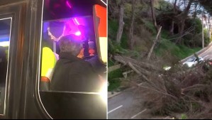 Caos por fuertes vientos: Micro con pasajeros colisiona con vehículo en medio de congestión por caída de árbol en Reñaca