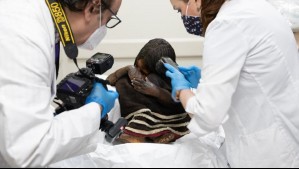 No habría fallecido por hipotermia: Estudios revelan posible traumática causa de muerte del niño del cerro El Plomo
