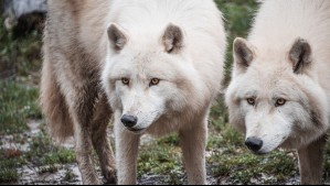 Lobos hieren de gravedad a mujer en zoológico de Francia: Presenta lesiones 'en cuello, la pantorrilla y la espalda'