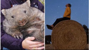 Desde pasear wombats hasta buscar estrellas: Los extraños trabajos que se ofrecen en la isla de Tasmania