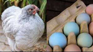 Ataque de perros provoca la muerte de 30 gallinas mapuches que ponen huevos azules: Eran parte de estudio científico