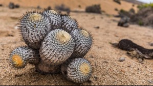 Cactus chileno en peligro de extinción: Está amenazado por el comercio ilegal y el cambio climático
