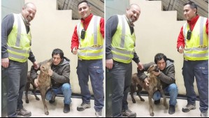 Fue regresado a su dueño: Rescate de perro en las vías del Metro generó complicaciones en Línea 2