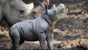 Conoce a Silverio: Buin Zoo presenta a tercera cría de rinoceronte blanco nacida en Chile