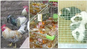 Encontraron gallinas y cuyes: Allanan barbería que también funcionaba como cocinería, bodega y casa en Barrio Franklin