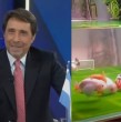 Eduardo Feinmann se mostró incrédulo ante la indicación presentada al proyecto de Ley de Pesca por parte del Frente Amplio. Mira lo que dijo y cómo se burló de la Selección Chilena.