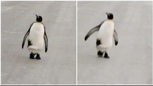 Chile y Argentina son los países más fríos en este momento: Video muestra a un pingüino en plena ciudad