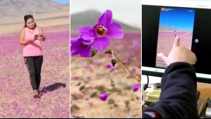 'Simplemente van a morir': Advierten riesgos en floración temprana del Desierto Florido tras polémico video viral