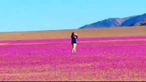 Difunden nueva imagen de otra persona que pisa área de floración del Desierto Florido