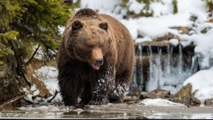 Senderista murió tras ser atacada por un oso pardo en Rumania: La arrastró y la dejó caer a un barranco