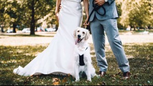 Perros que firman como testigos de bodas y van a lunas de miel: La tendencia que aumenta en Estados Unidos