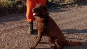 Murió Nerón, perro que participó en la búsqueda de Loan Peña en Argentina