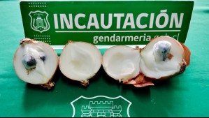 Insólito: Intentan ingresar cocaína escondida adentro de cebollas en cárcel de Temuco