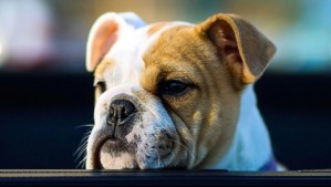 ¿Cuáles son las 5 razas de perro más fieles del mundo? Conoce a los compañeros más leales