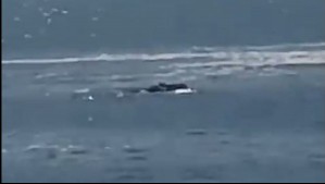 Sernapesca activa protocolos de seguimiento por avistamiento de ballenas franca austral en costas de Chile
