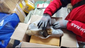 Descubren contrabando de piel de zorro en encomienda: Tráfico está prohibido
