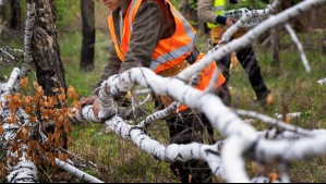 Arauco busca trabajadores: Conoce las vacantes disponibles para postular