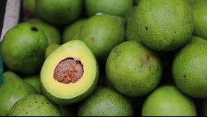 Pareja entró a una vivienda para robar siete kilos de paltas en Coelemu: Hombre quedó en prisión preventiva