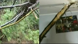 'Fue como una bomba': Fuertes vientos provocan la caída de un árbol sobre una casa en San Pedro de la Paz