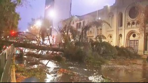 Gran árbol caído en la Alameda interrumpe el tránsito