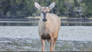 Joven huemul macho fue visto en el futuro Parque Nacional Cabo Froward: Mira las fotos