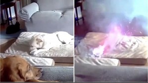 Video muestra momento en que perro inicia incendio en su casa tras morder una batería de litio