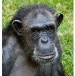 Un sorprendente video publicado en las redes muestra a un chimpancé diciendo la palabra mamá, lo que podría ofrecer pistas sobre el comienzo del habla humana según los científicos.